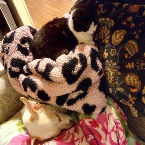 Other - PET FRIENDLY